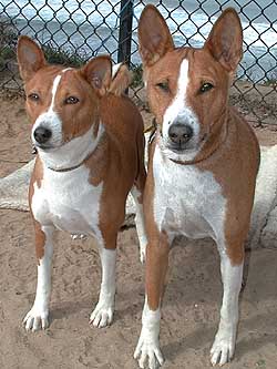 Basenji's