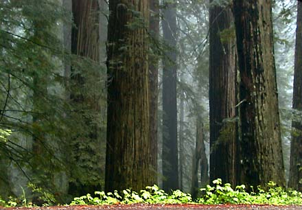 Redwoods